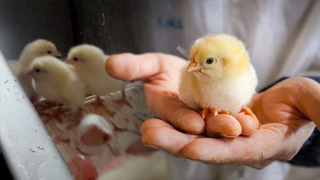 손끝으로 만지고 또 만져…이 한국인이 좌지우지했던 '닭고기 산업'[뉴잡스]