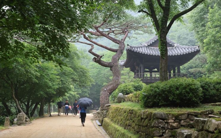 경상도 감찰사 이취임식이 열리던 교구정 앞에 구부러진 소나무가 일품이다.