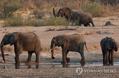 극심한 가뭄에…코끼리 수백마리 잡아 식량 배급