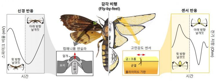 곤충의 비행 원리를 이용한 ‘감각 비행’ 제어기술 개발 개념도. 한국연구재단 제공