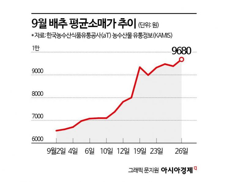 1만원 육박 金배추…대형마트, 6000원대 '오픈런' 비결은?