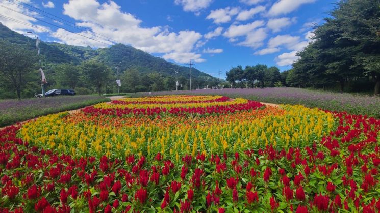 9월28일부터 관람객을 맞을 올해 '인제가을꽃축제' 현장 모습.＜사진제공=인제군청＞