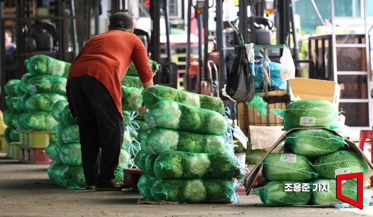 지난달 27일 폭등한 배춧값 안정을 위해 중국에서 수입한 배추 초도 물량 16t이 국내에 반입된 서울 송파구 가락시장 모습. [사진=조용준 기자 jun21@]