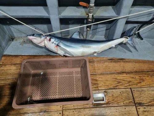 부산 낚싯배에서 잡힌 청상아리가 선원 공격…1명 다쳐