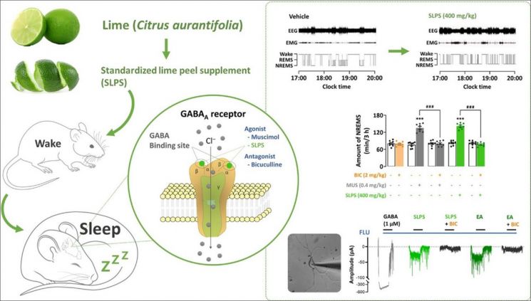 라임껍질 추출물의 수면개선 효과와 작용기전 이미지.