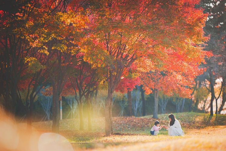 독립기념관 단풍나무길 내달 11일부터 야간 개장