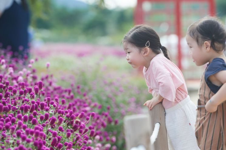 양주 나리농원 천일홍 꽃밭, 나들이 명소로 인기몰이