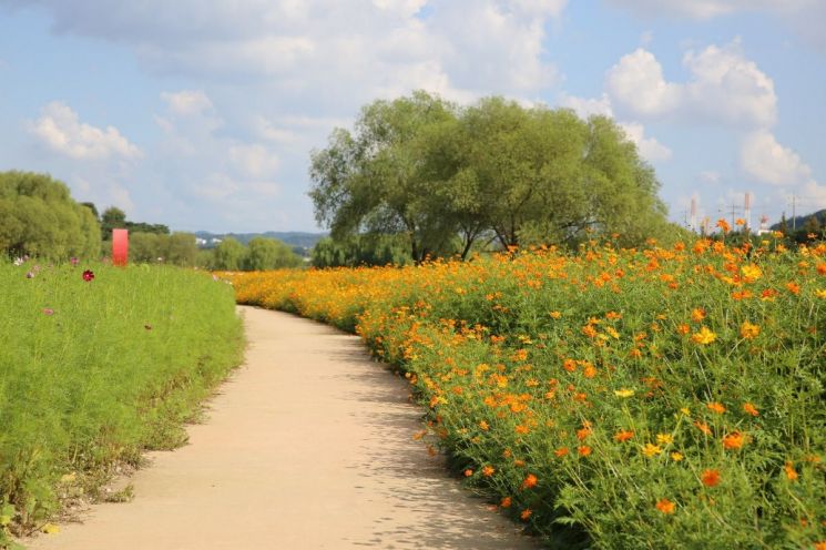 창릉천에 만개한 황화코스모스. ＜사진=고양시＞