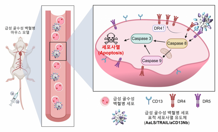 급성 골수성 백혈병 표적 세포사멸 유도체의 작용 원리.