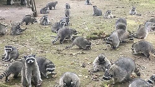 야생 너구리 먹이 주다가…"100마리에 포위 당했다" 신고한 美 여성