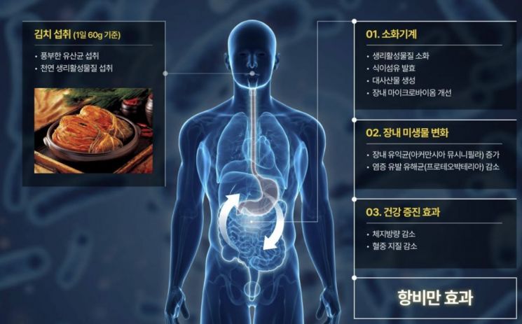 [뉴스속 이슈]위고비 대신 김치 어때? "체지방 2.6% 감소"