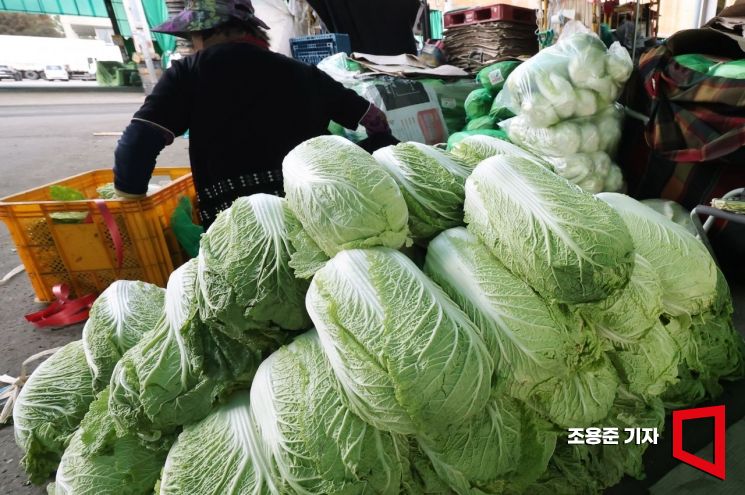 배추값 오른 이유 있었네…가을 배추·무 재배면적 줄어