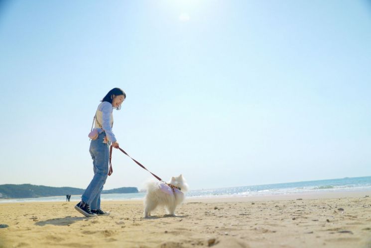 충남 태안군 안면읍 꽃지 해수욕장에서 반려견과 산책을 즐기는 관광객 모습. /태안군