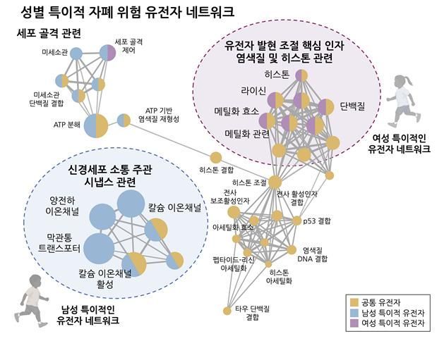 “남성이 여성보다 높다” 성별 ‘자폐’ 연관 유전적 차이 규명