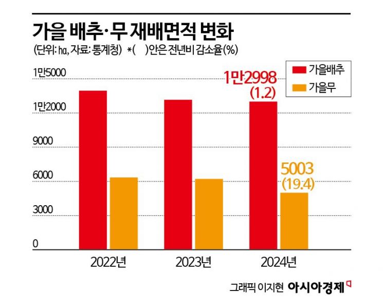 배추값 오른 이유 있었네…가을 배추·무 재배면적 줄어