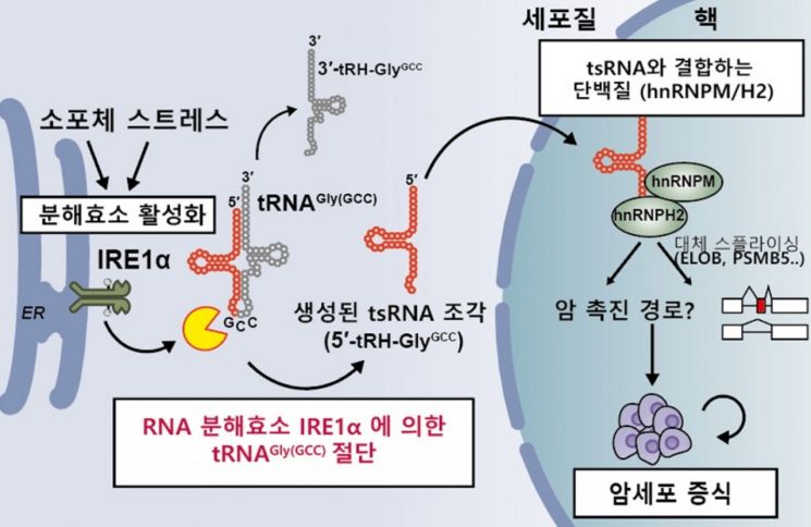 tRNA 조각생성과 생리활성조절 기작 모식도. 중앙대학교 제공