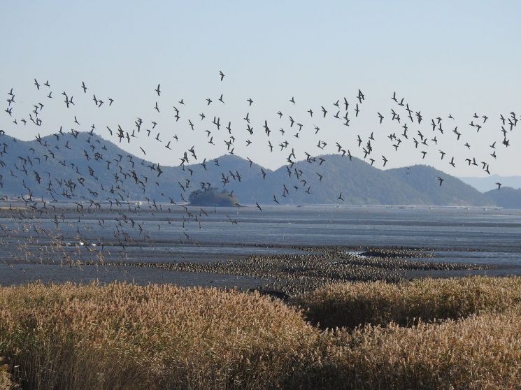 Suncheonman Saeseommaejagi Becomes Wintering 'Nest' for Migratory Birds