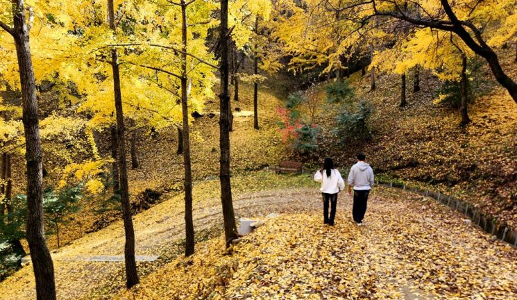 [조용준의 여행만리]나무도, 땅도 황금빛…50년만에 열린 비밀의 숲