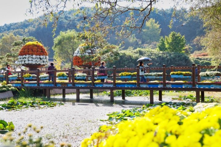 Taean Chrysanthemum Festival Closes Successfully with Over 55,000 Visitors