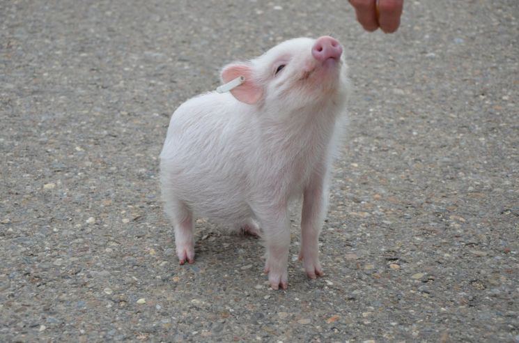 패딩·셔틀콕 비싸진 이유가 돼지 때문?[中돋보기]