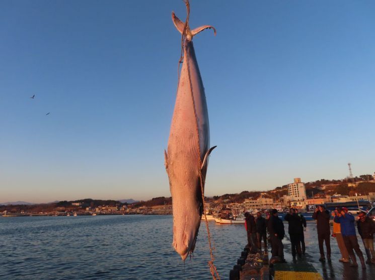 밍크고래. [사진출처=연합뉴스]