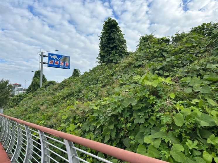 용인시 "생태계 교란하는 야생식물 집중 제거"
