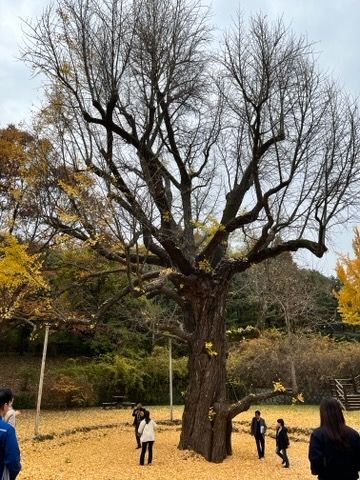 구리시, 1200년 은행나무 천연기념물 지정 현장조사