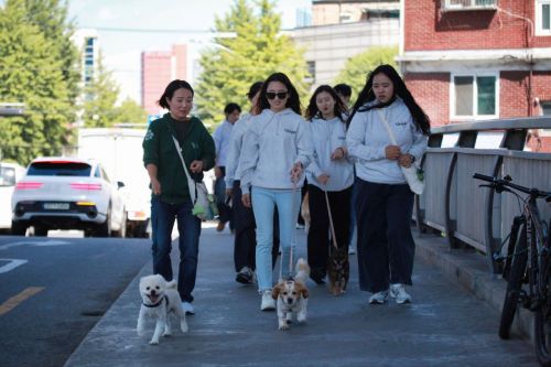 유기동물 구조·입양 보호단체인 ‘동물과 함께 행복한 세상(이하 동행)’을 운영하는 최미금 대표가 동행 활동가들과 함께 강아지들을 산책시키고 있다. 동행 제공