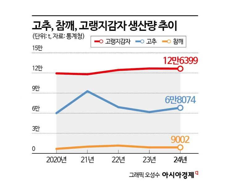 올해 고추 생산량 10.4% 증가…재배면적은 '역대 최소'