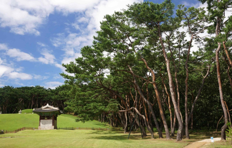 Joseon Royal Tombs Tree Forest, Economic and Public Value Estimated at 77.9 Billion Won