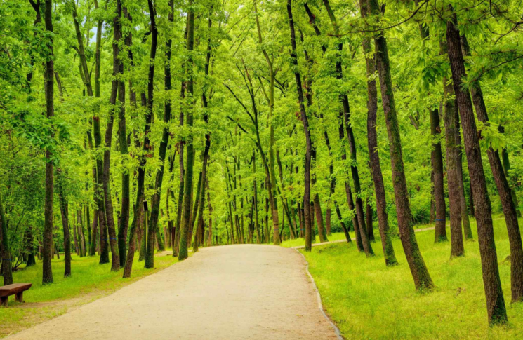 Joseon Royal Tombs Tree Forest, Economic and Public Value Estimated at 77.9 Billion Won