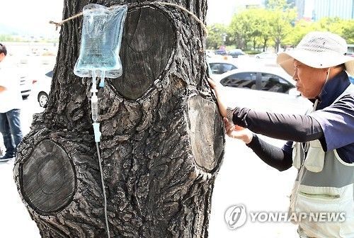 "전망 탄탄하대요"…5060세대 '제2의 직업'으로 주목받는다는 '나무의사'[뉴 잡스]