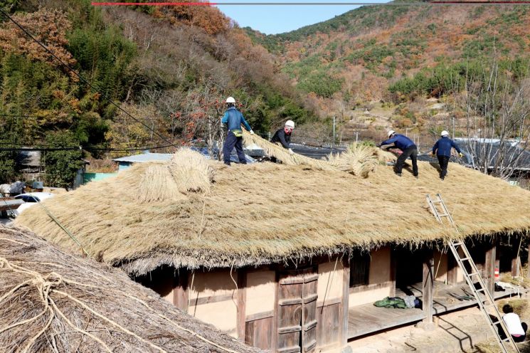 [포토] 의령 ‘초가지붕 이엉 잇기’ 작업