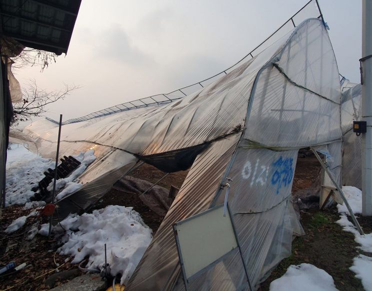 지난달 말 폭설로 무너진 안성시의 한 비닐하우스. 안성시는 신속한 피해 복구를 위해 농가에 100만원 안팎의 긴급복구 장비대를 지원하기로 했다. 안성시 제공