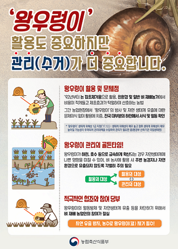 파주시, 친환경 왕우렁이농법 지원…구입비 50% 보조