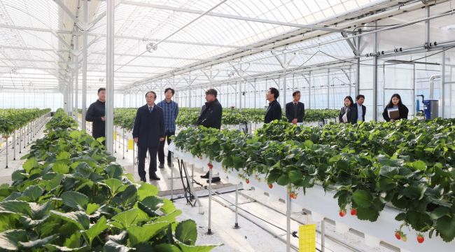 임실군, 스마트팜 시스템 딸기 생산 본격화 