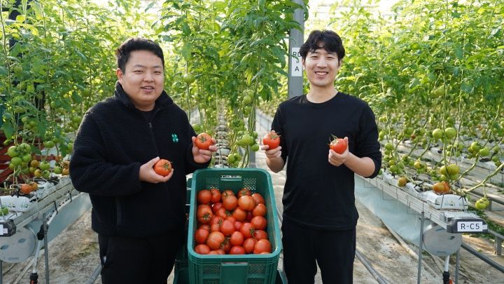 충남 당진시농업기술센터가 운영하는 청년창업농 임대형 스마트팜 A동에서 토마토 첫 수확을 했다. 사진은 토마토 첫 수확 모습. /당진시