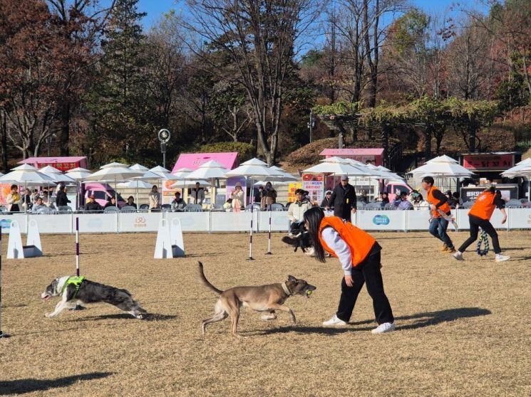 전국 반려견 스포츠대회. 경기도 제공