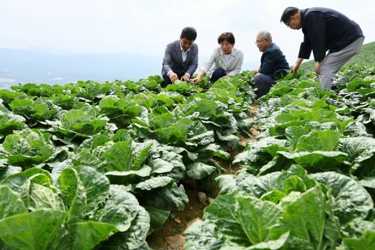 '여름배추 대란' 재발 막는다…1000㏊ 신규 재배적지 발굴키로