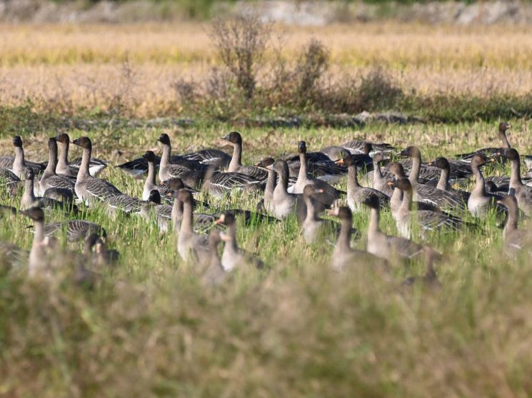 멸종위기 2급 큰기러기. 경기도 제공