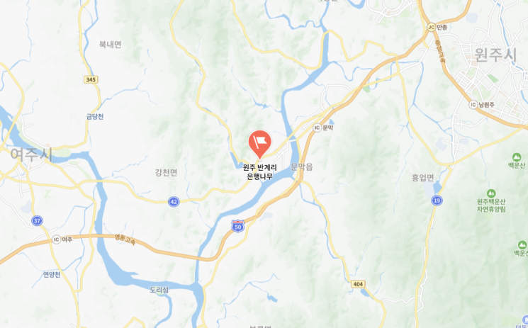 천연기념물 ‘원주 반계리 은행나무’, 수령 1317년으로 밝혀져