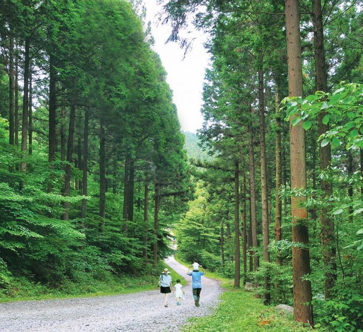 전남 장성군 축령산 편백숲. 장성군 제공