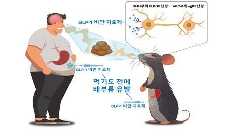 "치킨 보기만 해도 배불러"…위고비 등 다이어트약 기전 밝혀졌다