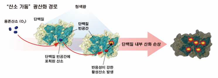 항산화 시스템을 피해 세포 단백질을 손상시키는 산소 가둠 경로.