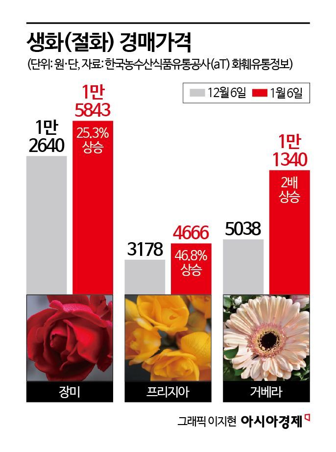 "7만원은 줘야"...졸업시즌 학부모 울리는 꽃다발[조선물가실록]