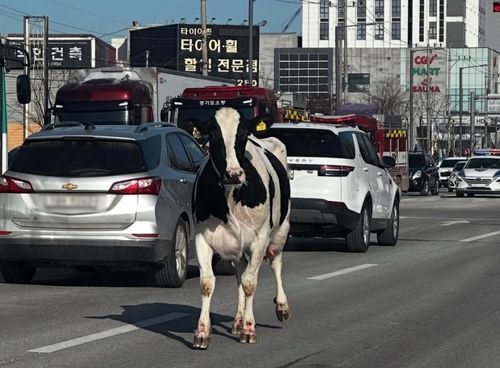 도축장 가던 젖소가 트럭서 탈출…마취총 쏴 3시간 만에 주인 인계