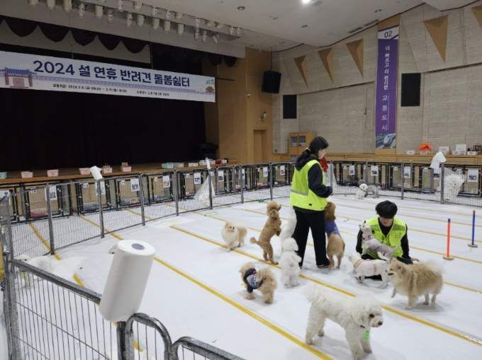 노원구, 2025 설 연휴 '반려견 돌봄쉼터' 운영