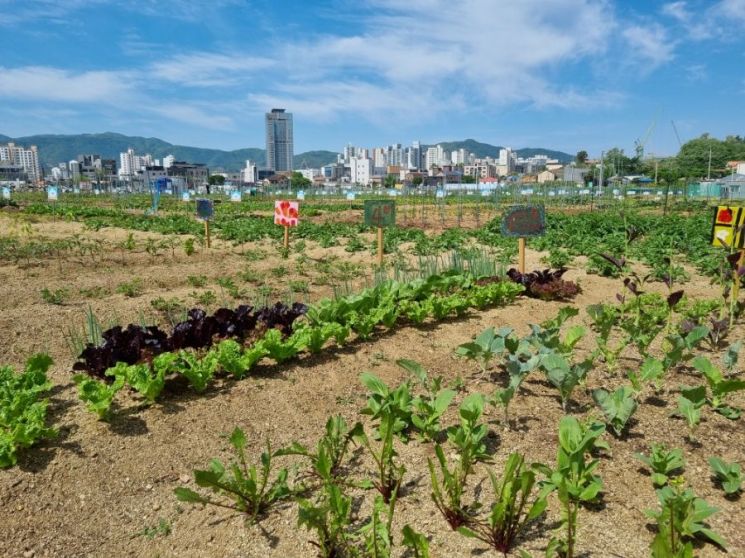 양평군, ‘양평군민 공공텃밭’ 196구획 분양자 모집