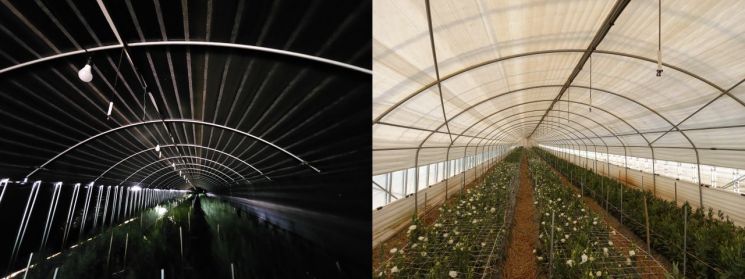 충남 태안 농가에 설치된 기존 다겹보온커튼(왼쪽)과 에어로겔 다겹보온커튼.(사진= 농진청)