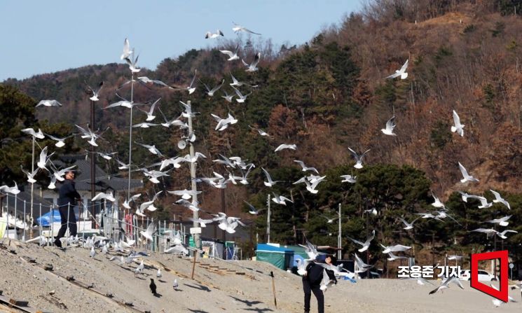 봉길해변에서 관광객들이 던져주는 새우깡을 먹기 위해 몰려든 갈매기들